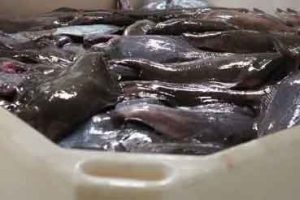 Ifølge den færøske havforskningsinstitution Havstovan er hellefisk en vigtig del af det samlede fiskeri, både økonomisk og biologisk. Arten findes i de dybere områder omkring øerne og udnyttes af flere fartøjstyper, herunder garnskibe og mindre kystfartøjer. ARkivfoto Fiskur.fo