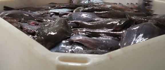 Read more about the article Færøerne: Stabilt helle-fiskeri giver vigtig indtjening