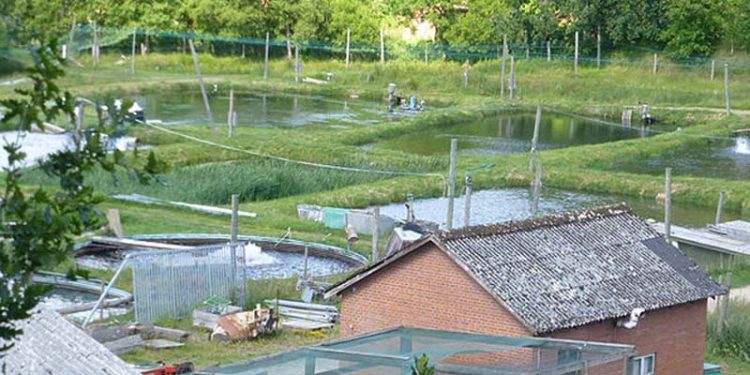 Nye afsætningsformer og markedsdrevet innovation skal styrke akvakulturen   Arkivfoto: Kilde Dambrug fotograf: Nils Jepsen - Wikipedia