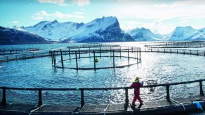 Opdræt af torsk kan blive det nye »lakse-eventyr« - arkivfoto: havbrug Norcod