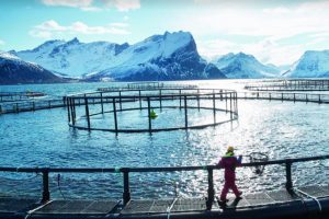 Opdræt af torsk kan blive det nye »lakse-eventyr« - arkivfoto: havbrug Norcod