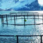 Miljøet på havbunden omkring norske opdrætsanlæg ser generelt ud til at have det bedst i de nordlige egne. Det viser en ny undersøgelse fra NTNU, hvor forskere har gennemgået officielle norske overvågningsdata og sammenlignet forholdene omkring anlæg i forskellige dele af landet. arkivfoto