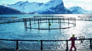 En ny norsk rapport om torskeopdræt og dens konsekvenser for torskens gydepladser forventes i 2025. Denne rapport vil give myndighederne et bedre grundlag for at vurdere konsekvenserne af at etablere torskeopdræt. arkivfoto
