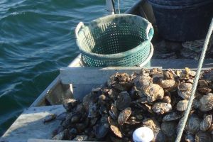 Algegift fundet i østers og muslinger ved vestkysten.  Arkivfoto: Østers - RS