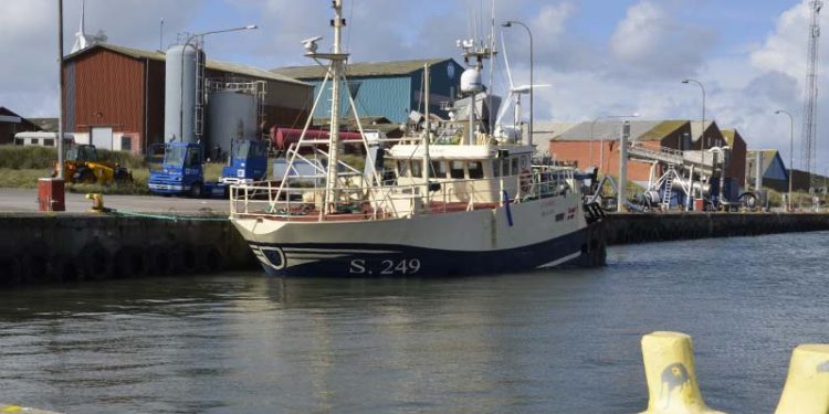 Bedre sent end aldrig for industrifiskeriet.  Arkivfoto: S249 brisling Hvide Sande Havn - FiskerForum