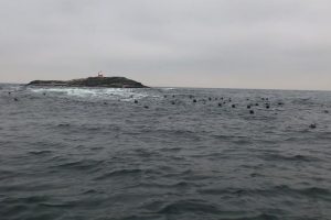 Overraskende ny måling viser færre sæler i Limfjorden.  Arkivfoto: sæler