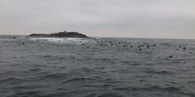Overraskende ny måling viser færre sæler i Limfjorden.  Arkivfoto: sæler