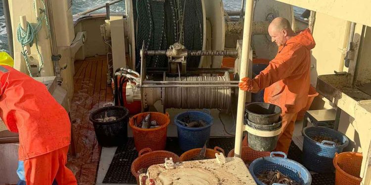 Det er ellers forfriskende at se engagement i den grønne dagsorden, også omkring dansk fiskeri og dets ansatte. Men SFs folketingskandidat i Nordsjællands Storkreds, 41 årige Emil Nielsen, der er pressechef for Danmarks Naturfredningsforening og tidligere presseansvarlig og kampagneansvarlig hos Enhedslisten i 7 år, skyder desværre forbi målet med sine grove overdrivelser om fiskeriet i sit debatindlæg. foto: Dan Hansen