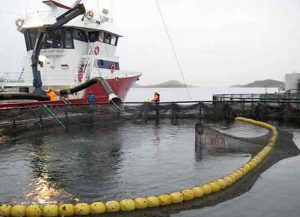 Royal Greenland løfter tidligere tabsgivende forretning. arkivfoto: havbrug - Wiki