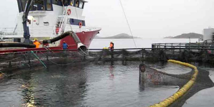 Royal Greenland løfter tidligere tabsgivende forretning. arkivfoto: havbrug - Wiki