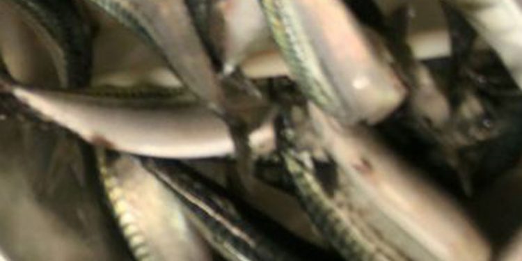ICES anbefaler en kvoteforøgelse for makrel på 14 procent i 2017