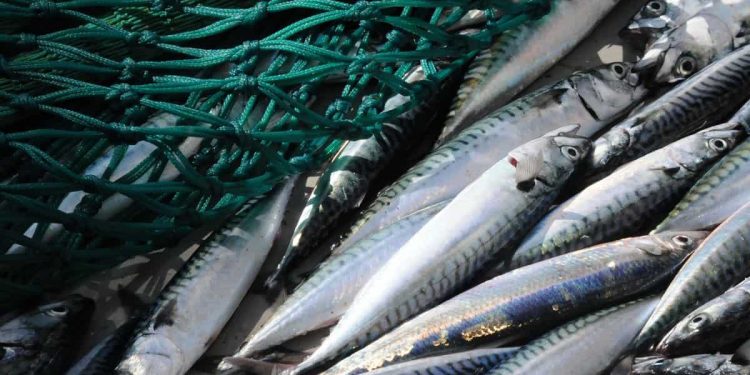 Slem dukkert til fiskeiet efter forslag om Co2-skat arkivfoto: FiskerForum.dk