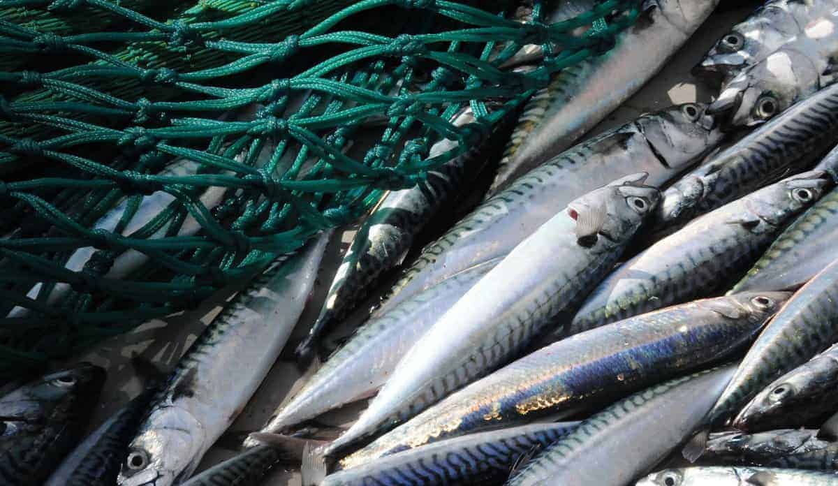 Read more about the article Endnu en slem dukkert til fiskeriet efter forslag om Co2-skat
