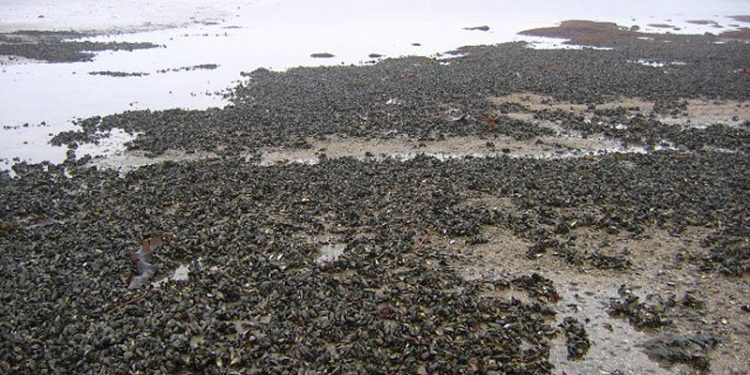 Mystik om tomme muslinge-skaller langs den norske kyst   Arkivfoto: Muslingebanke ved EasternCraigs - Wikipedia