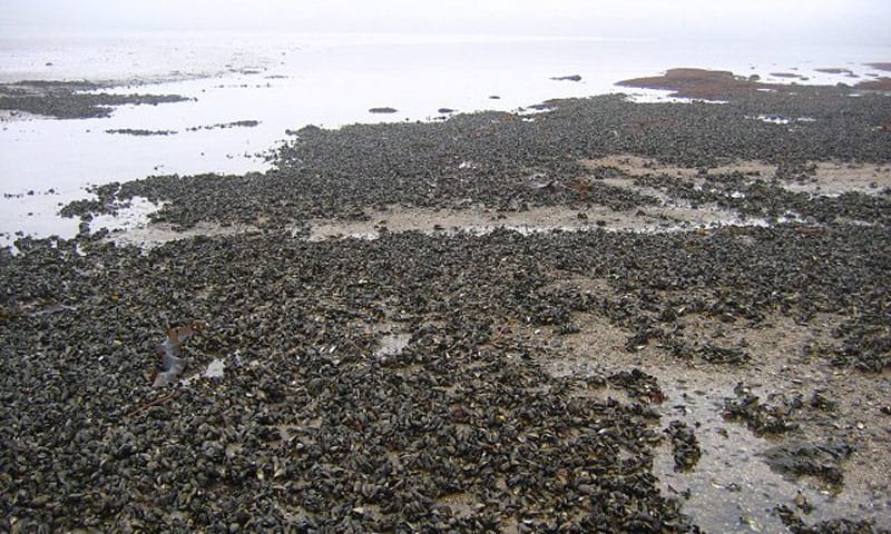 Read more about the article Mystik om tomme muslinge-skaller langs den norske kyst