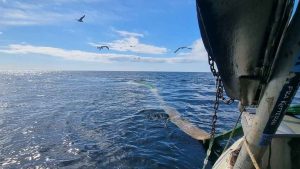 Kommissionen har offentliggjort sit forslag om fiskeri-mulighederne for Østersøens bestande i 2026. Læs nederst i artiklen Kommissionens forslag samt sammenligningen i tabellen. foto: CSH