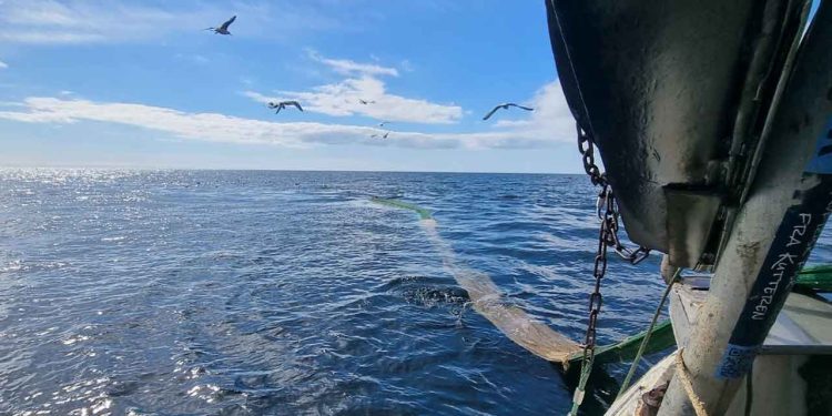 Kommissionen har offentliggjort sit forslag om fiskeri-mulighederne for Østersøens bestande i 2026. Læs nederst i artiklen Kommissionens forslag samt sammenligningen i tabellen. foto: CSH