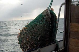Hovedbekendtgørelsen for erhvervsfiskeriet i 2012 er nu på plads  Arkivfoto: Brian-V