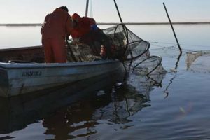 Fiskeriets Arbejdsmiljøråd inviterer til bundgarnsseminar ved Enø.  Arkivfoto: Bundgarnsfiskeri  Fotograf: BKirkeby