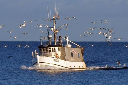 Read more about the article Østersø-fiskerne får færre torsk – men flere sild og rødspætter