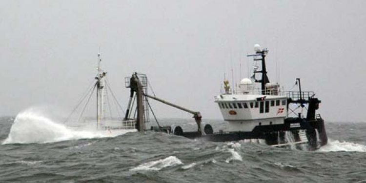 Weekend stoppet for fiskeri efter sild og brisling i Skagerrak og Kattegat er ophørt.  Foto: HHansen