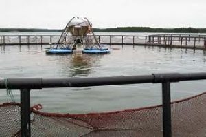 Miljøorganisationen Bellona - det kræver nytænkning af tredoble produktionen i havdambrug.  Arkivfoto: Norsk Havdambrug - FiskerForum