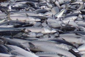 Islandsk fiskeri upåvirket af sanktioner.  Arkivfoto: Makrel - ff
