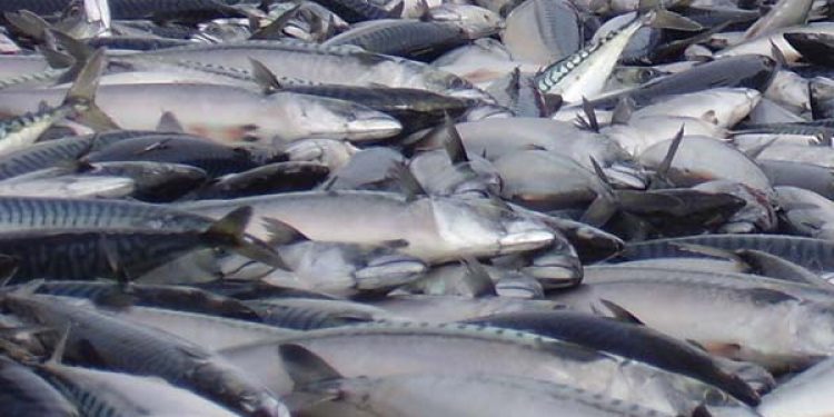 Islandsk fiskeri upåvirket af sanktioner.  Arkivfoto: Makrel - ff