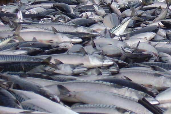 Read more about the article Islandsk fiskeri upåvirket af sanktioner