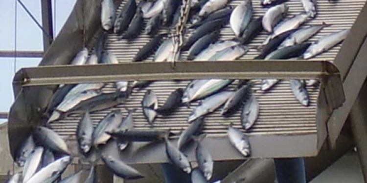 Den lave makrel kvote dræber sildene.  Arkivfoto: Makrel - FiskerForum