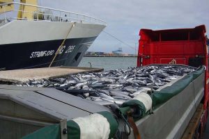EU's pelagiske flåde har tabt makrelkrigen.  Arkivfoto: Makrellosning i Hirtshals - FiskerForum