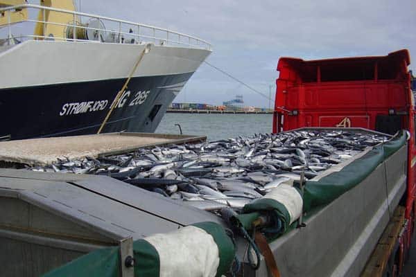 Read more about the article EU’s pelagiske flåde har tabt makrelkrigen