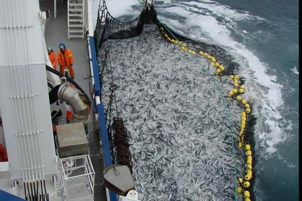 Read more about the article Norske fiskeriorganisationer beder EU presse Island og Færøerne.