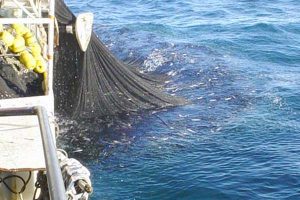 Fangsteffektivitet giver dårligere råvare  Arkivfoto: Notfiskeri FiskerForum