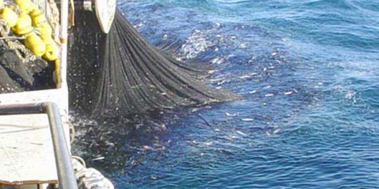 Fangsteffektivitet giver dårligere råvare  Arkivfoto: Notfiskeri FiskerForum
