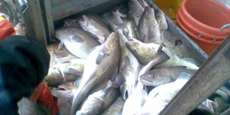 Kommissionen foreslår fiskerimuligheder for 2012  Foto: SoHen