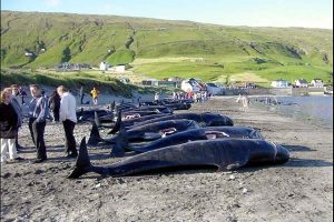 Miljøorganisation vil stoppe færøsk hvalfangst.  Arkivfoto: Grindehvaler på staranden ved Hvalba på Færøerne i 2004 - Wikipedia