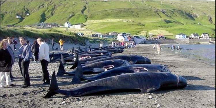 Miljøorganisation vil stoppe færøsk hvalfangst.  Arkivfoto: Grindehvaler på staranden ved Hvalba på Færøerne i 2004 - Wikipedia