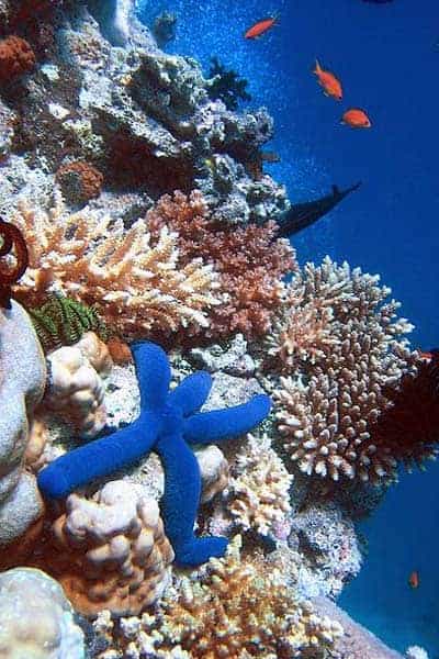 Read more about the article Hvad er koraller værd?