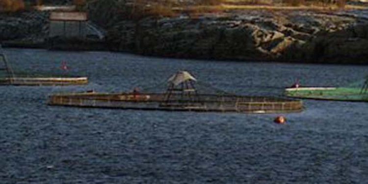 Skotsk lakseproduktion i hastig vækst  Foto: Laksefarm Wikipedia