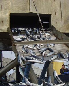 Engelske MCS`s anbefaling af makrellen som bedst `Fish to eat` nedtones pga. overfiskning .  Arkivfoto: Makrel - FiskerForum