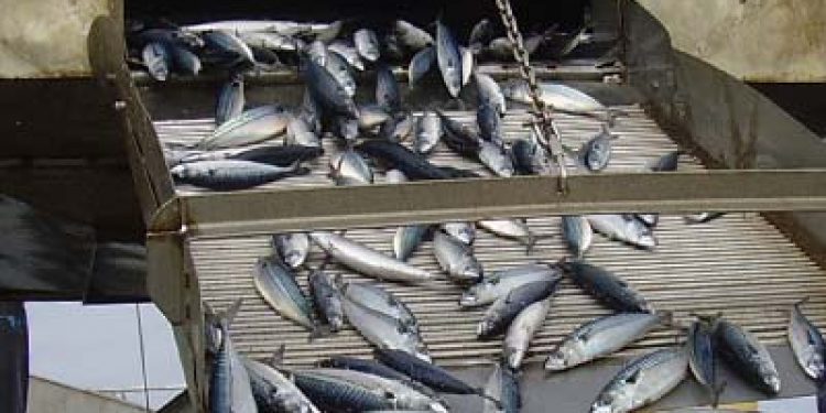 Engelske MCS`s anbefaling af makrellen som bedst `Fish to eat` nedtones pga. overfiskning .  Arkivfoto: Makrel - FiskerForum