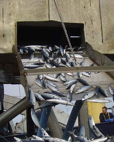 Read more about the article Engelske MCS`s anbefaling af makrellen som bedst `Fish to eat` nedtones pga. overfiskning