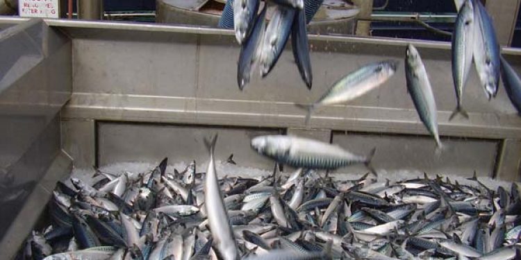 Island og Færøerne dumper priserne på makrel.  Arkivfoto: Makrel - FiskerForum