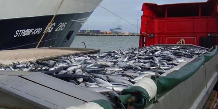 Makrelkrig på ord. Arkivfoto: Makrellosning -  FiskerForum