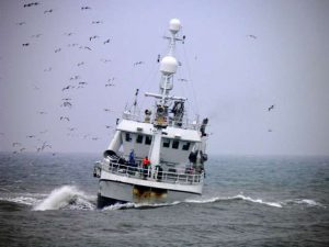 Det Norske Fiskeridirektorat øger fokus på discard.  Arkivfoto: Lilleheden