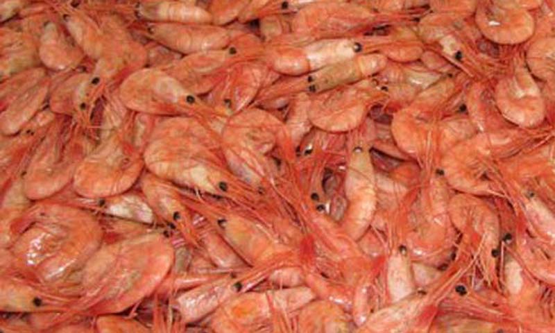 Read more about the article Årets pinsefisk 2015 blev en reje