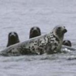 Arkivfoto: sæler - HAV - FiskerForum