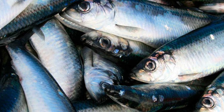 Færøerne: Sildeslæb til fiskefabrikkerne Varðin Pelagic og Pelagic