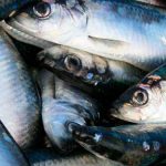 Færøerne: Sildefiskeriet boomer fortsat foto: Vardin